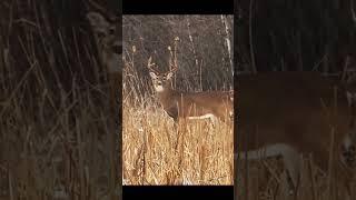 Страсть охотника | Охота на оленя с воздушной винтовкой #deer #wilddeer #deerhunting