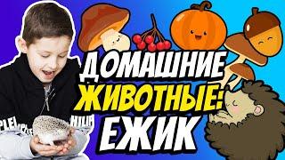 Домашние животные: ежик и 5 причин его завести | Влог