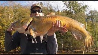 Catch Catfish and Carp, Subscribe to the Catfish and Carp YouTube Channel!