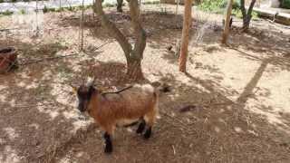 The Limestone Heritage Park and Gardens - Malta