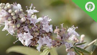 Study Natural Medicine Online with CNM