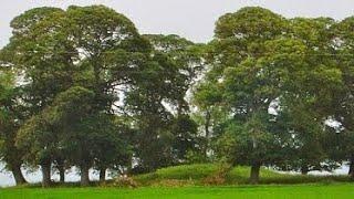 Ogham, The Tree Language Story