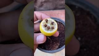 How to grow cloves at home #shorts #viral #garden #youtubeshorts #youtube