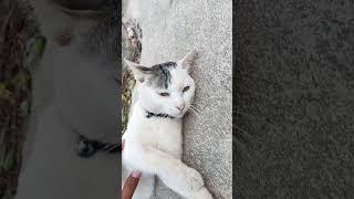 Cat Miko.#cat .