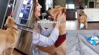 I Left My Dog Home Alone And This Is What He Does!