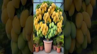 New planting skills to harvest more mangoes #satisfying #farming #gardening