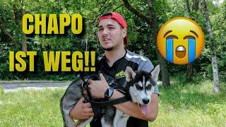 Husky Welpe Chapo ist weg… 