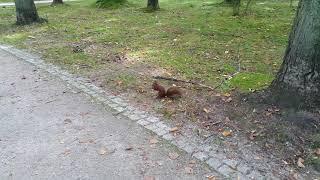 Hito and me feeding squirrel