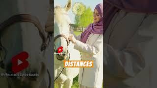 Arabian Horses Revealed: Discovering the Elegance and History of a Remarkable Breed #animalfacts