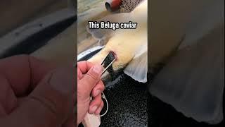 Extracting $39,500 Worth Of Rare Beluga Caviar