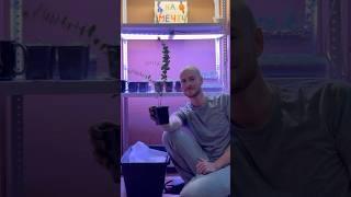 Выкопал Эвкалипт