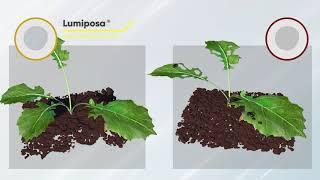 Lumiposa®: Excellent Oil Seed Rape Insect Control