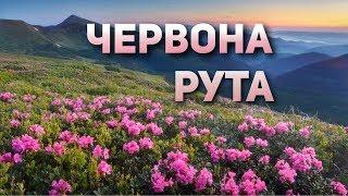 Пісні - Червона рута