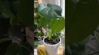 Смотрим полное видео в описании🫰 #plants #garden #green #gardening #plantlover #plantcare #home