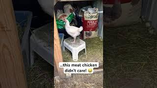 Look who is in the feed shed!