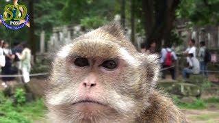 Living Nightmare Monkey - One Day At Siem Reap Angkor Cambodia