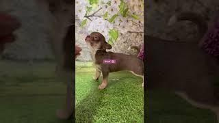 Мини девочка чихуахуа #щенкичихуа Лиловый триколор#chihuahua#чихуахуа#доставка#щенок#щенкичихуа