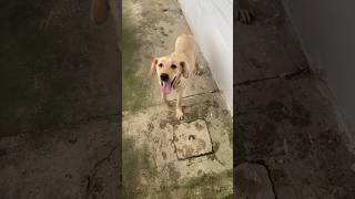 Dog says where is the spot? #doglover #dog #puppy #labrador #shorts