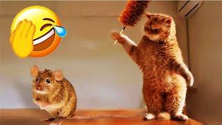 Laugh Uncontrollably! Best Funny Cat Videos 2024  Funny And Cute Animal Videos 2024 