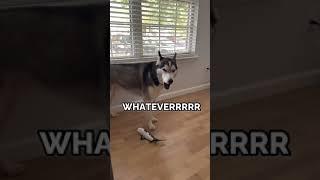 my husky is SO MAD at me
