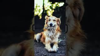Like and subscribe!  #love #pets #subscribe #funny #fun #dog #dogs #viral #viralvideo #cute #live