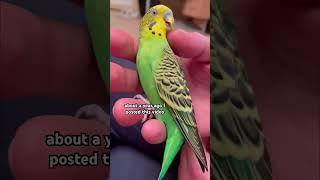 Гладить попугая по спине нельзя  You can't stroke a parrot's back #birds #parakeet #budgie #parrot