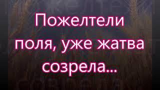 Пожелтели поля, уже жатва созрела/// Назарук /// на Жатву