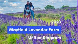 MAYFIELD LAVENDER FARM & FIELDS|Lavender Farm Uk Malayalam|Uk Mallu\Uk Malayali\Aj Fam Uk\Uk Diaries