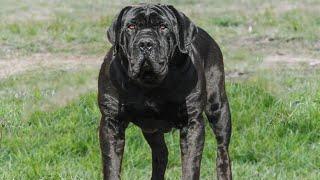 10 Best Giant Dog Breeds That Make Great Pets