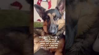 TALKING German Shepherd #shorts