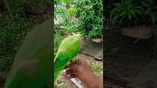Parrot tranning for fly mitthu ki awaaz  #parrot #birds #viral #shorts
