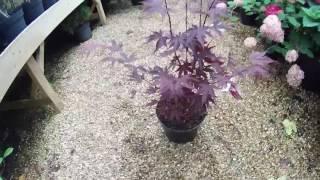 Acer palmatum 'Fireglow' 5L at Big Plant Nursery in West Sussex, UK