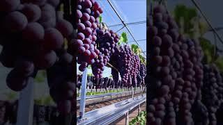 condition of grapes in a greenhouse #grape #farming