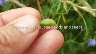 Wild Food: Common Vetch