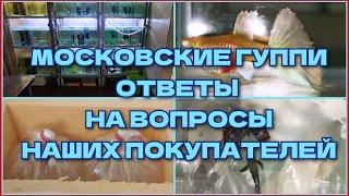 МОСКОВСКИЕ ГУППИ: ОТВЕТЫ НА ВОПРОСЫ НАШИХ ПОКУПАТЕЛЕЙ/ MOSCOW GUPPIES: ANSWERS TO QUESTIONS