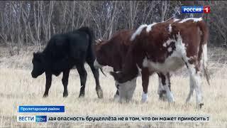 В Пролетарском районе сняты ограничения по бруцеллезу КРС. Подробности в сюжете «Вести  Дон» 28 10