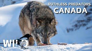 WILD CANADA | Battle for Survival in Predator Territory | Animal Documentaries