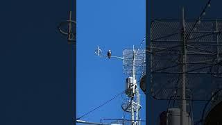 A bald eagle on the USS Alabama