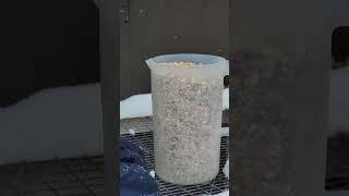 Breeding mix | Racing Pigeon | Homer | Kabutar
