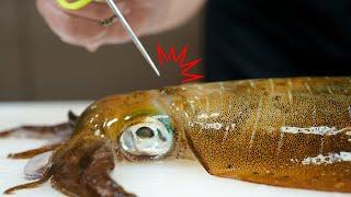 산 오징어의 신경을 찌르면 정말로 맛있어질까?(무늬오징어 신경을 차단하는 진짜 이유)