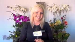 January 2013 Wholesale Flower Product Showcase