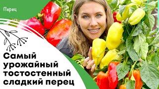 Самый урожайный, ранний и толстостенный перец | Какой сладкий перец посеять на рассаду