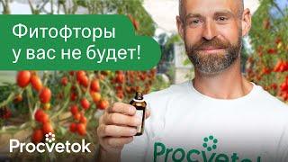 ФИТОФТОРА ПОГИБАЕТ МГНОВЕННО! Вот чем обработать томаты для профилактики и лечения фитофтороза