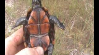 Brandon's Herp Adventures: Striped Mud Turtle