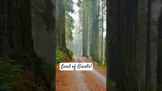 RV to Upstate Cali - Land of the Giants! @somedayistodayrv