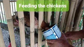 [Episode 2] Rural Life Philippines | Feeding the Chickens