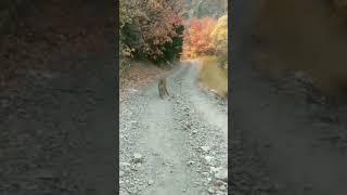 Mother Mountain Lion Protecting Her Cubs From Hiker!!!  Part 1...  #viral #trending #shorts