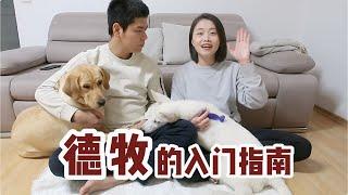 德牧入门指南 | 幼犬照顾注意事项 新手适合养德牧吗 德牧特点 养两只大型犬什么感觉 我家小德牧的黑历史