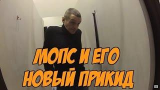 Мопс заехал в новое пальто или Мопс засветил Настю!!!