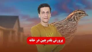 بهترین روش پرورش بلدرچین در خانه | سریع آسان با کلی نکته تجربی